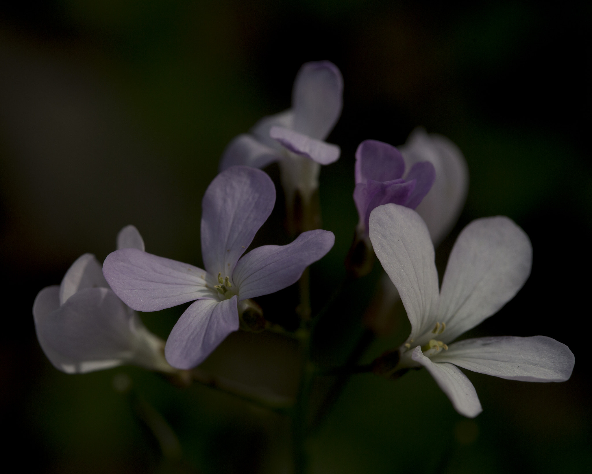 Canon EF 100mm F2.8 Macro USM sample photo. Img photography