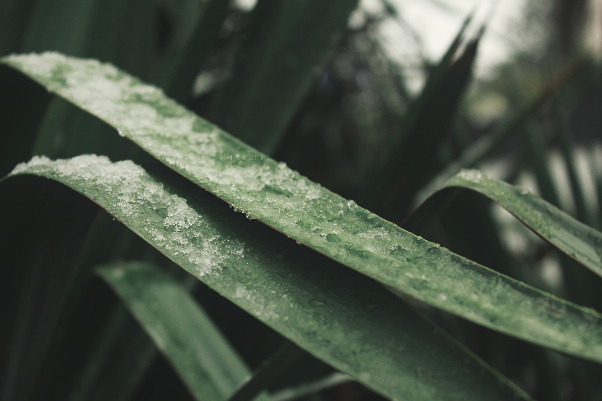 Canon EF-S 18-55mm F3.5-5.6 IS sample photo. Cold cactus photography