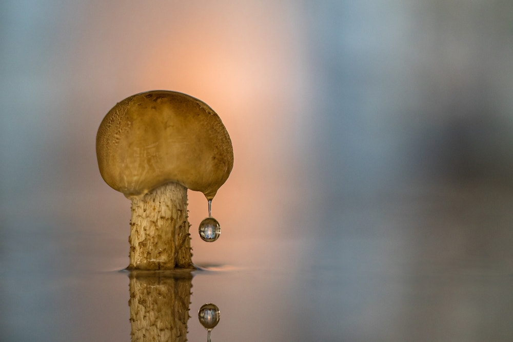 Canon EF 100mm F2.8L Macro IS USM sample photo. Mushroom in the rain photography