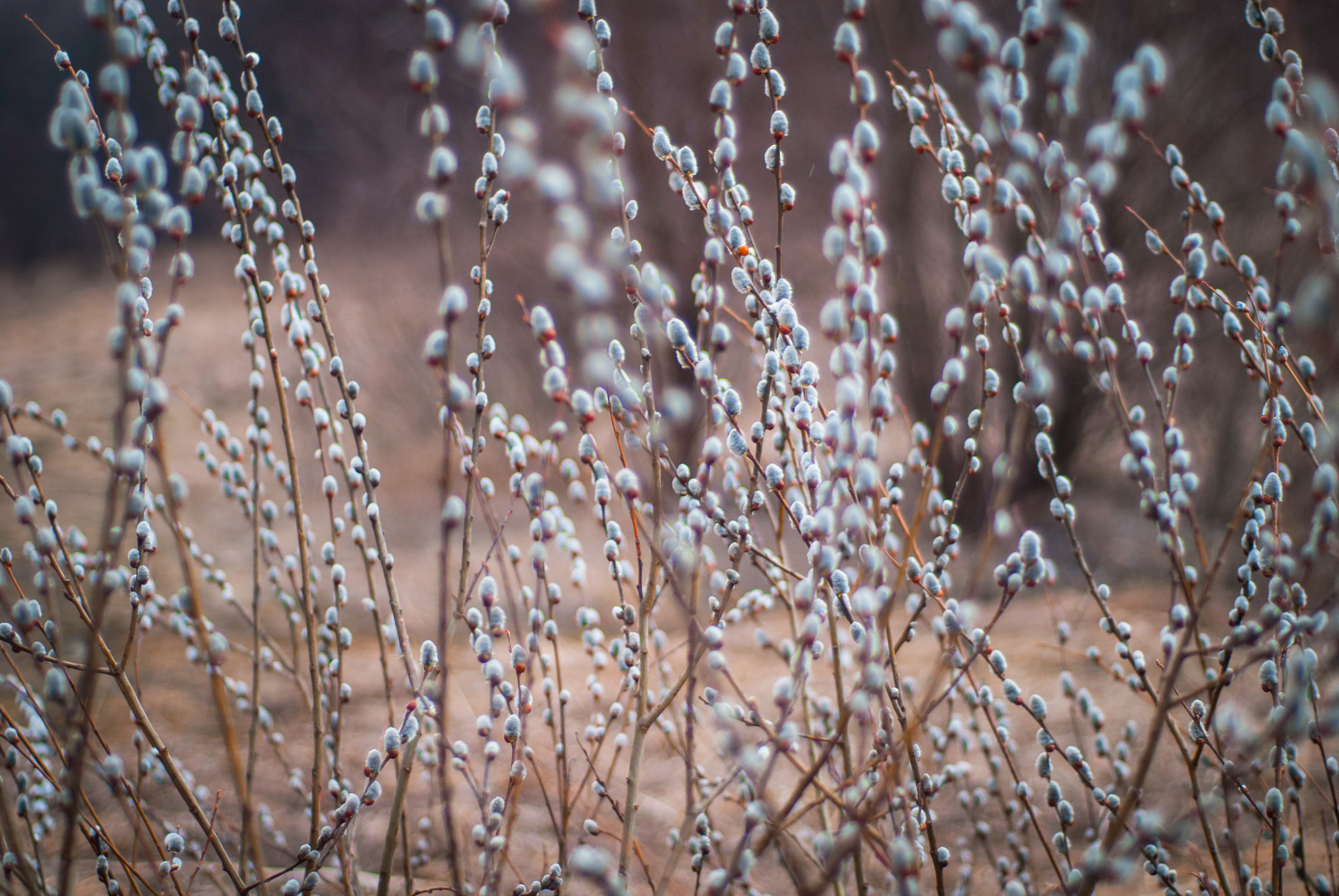 Nikon D200 sample photo. Furriness of spring photography