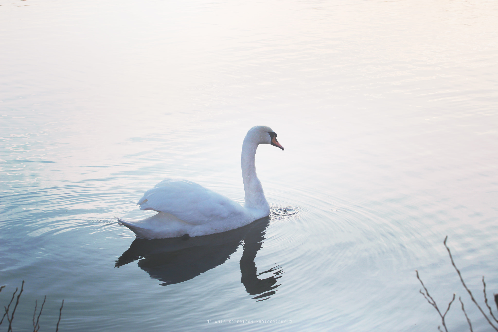 Canon EOS 100D (EOS Rebel SL1 / EOS Kiss X7) + Canon EF 70-200mm F4L USM sample photo. The swan photography