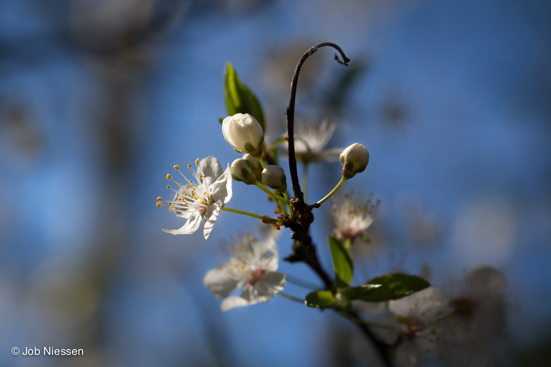 Sigma 105mm F2.8 EX DG OS HSM sample photo. White blossom photography