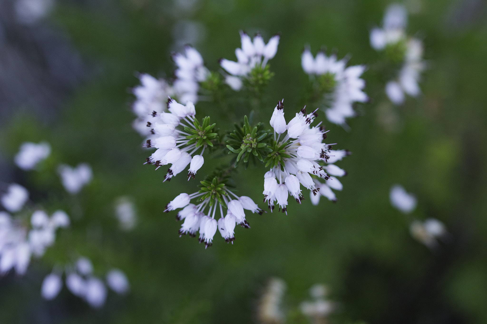 Canon EF 100mm F2.8 Macro USM sample photo. Bruyére photography