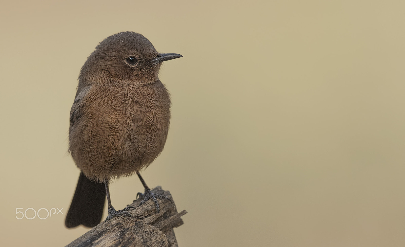 Nikon D750 + Nikon AF-S Nikkor 500mm F4G ED VR sample photo. Brown rock chat photography