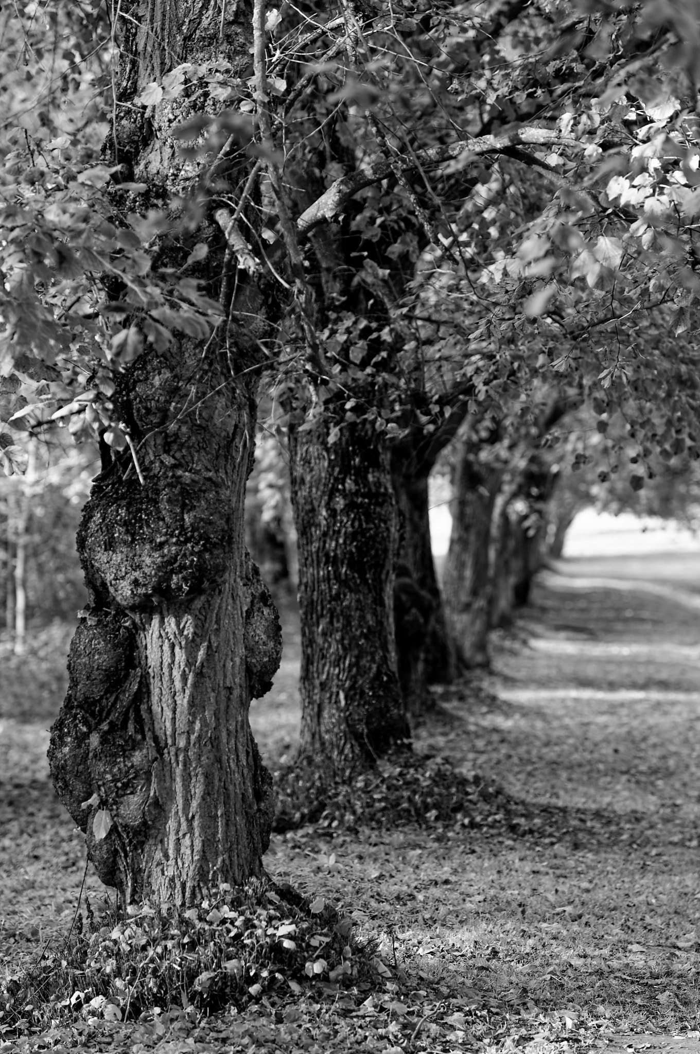 Sigma 50-100mm F1.8 DC HSM Art sample photo. Autumn photography