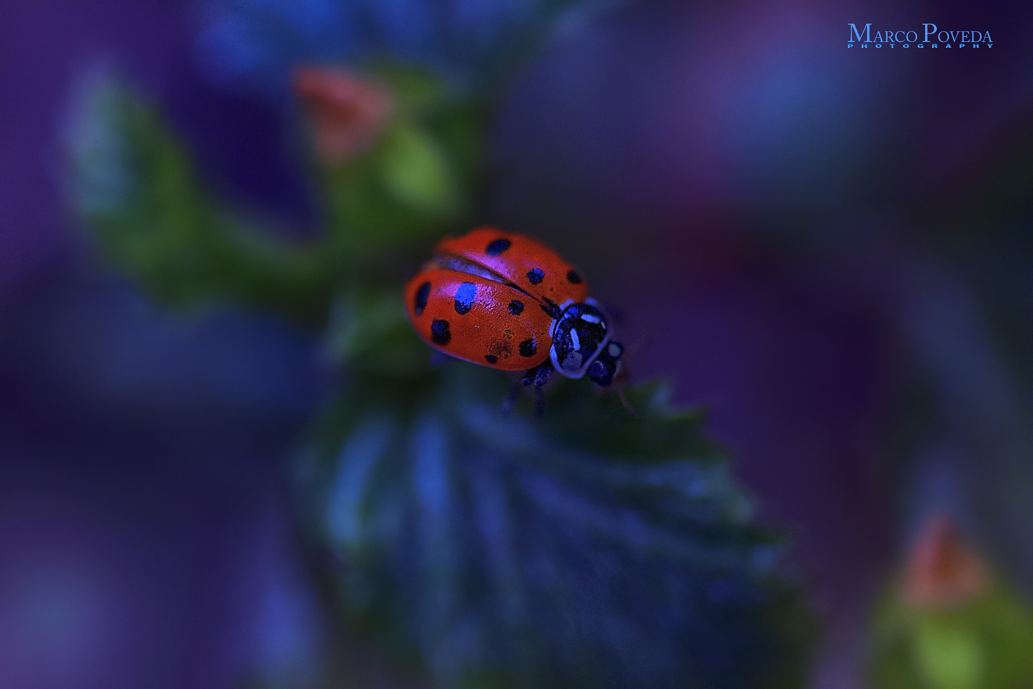 Canon EF 100mm F2.8 Macro USM sample photo. Mundo macro photography