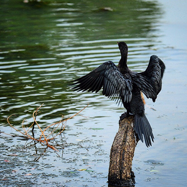 Nikon D300S sample photo. Drying up after the hunt! photography