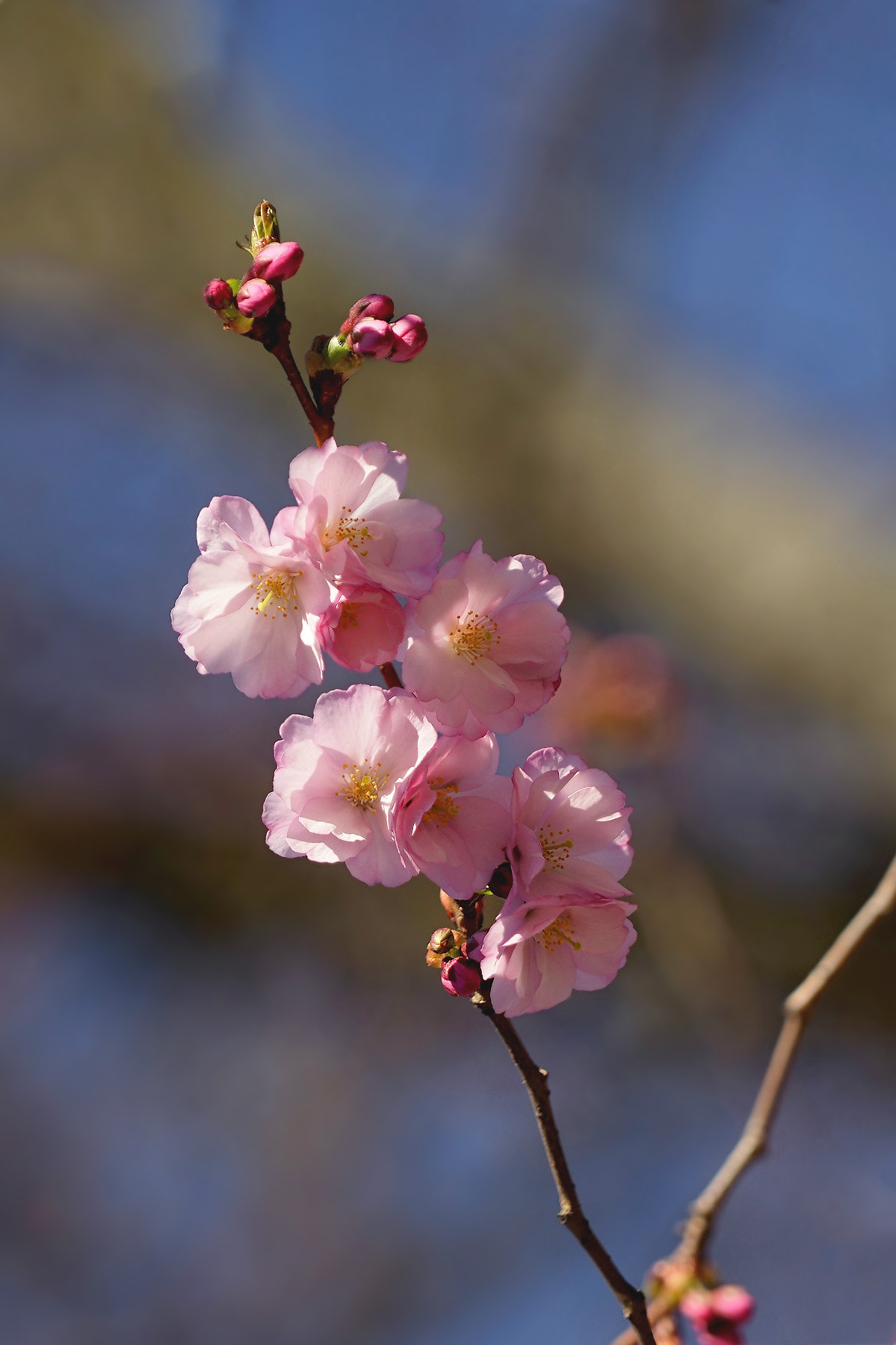 Sony a7 sample photo. Sakura 1 photography