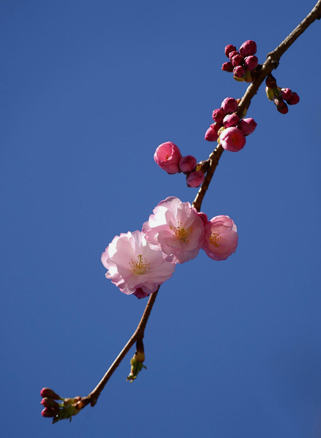 Sony FE 24-240mm F3.5-6.3 OSS sample photo. Sakura 2 photography