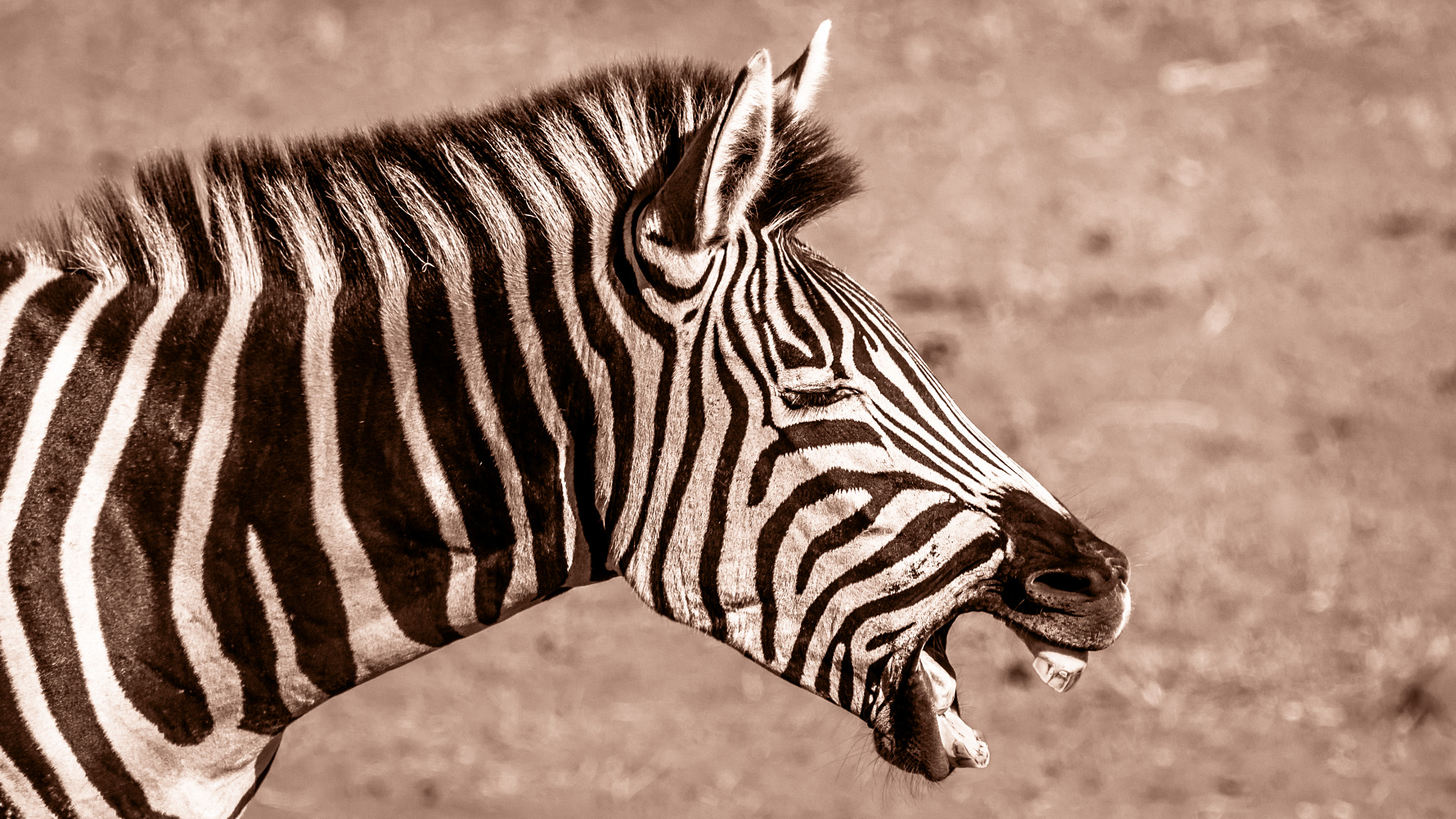 Pentax K-5 II sample photo. Zebra yawning photography