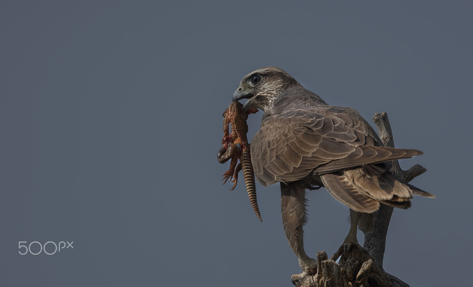 Nikon AF-S Nikkor 500mm F4G ED VR sample photo. Laggar falcon photography