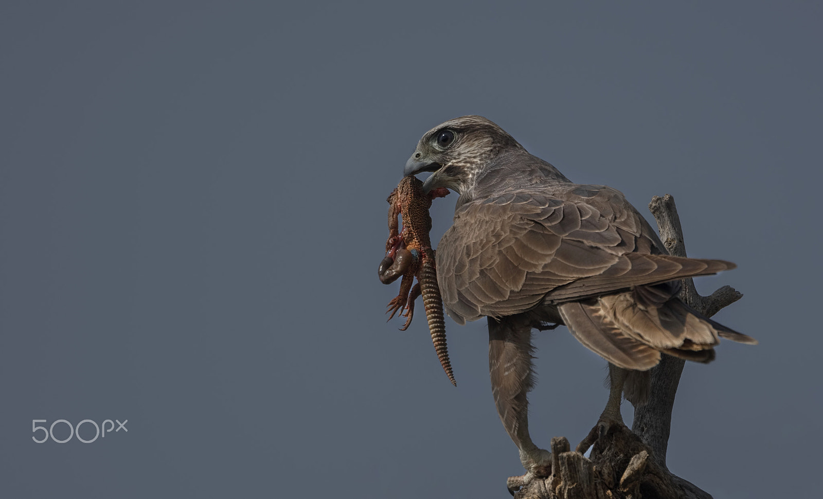 Nikon D750 + Nikon AF-S Nikkor 500mm F4G ED VR sample photo. Laggar falcon photography