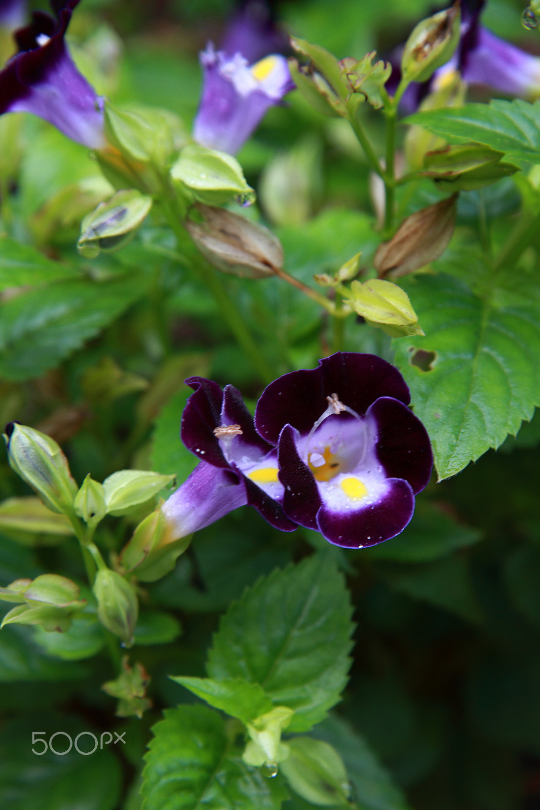 Canon EF-S 17-85mm F4-5.6 IS USM sample photo. Grad mg photography