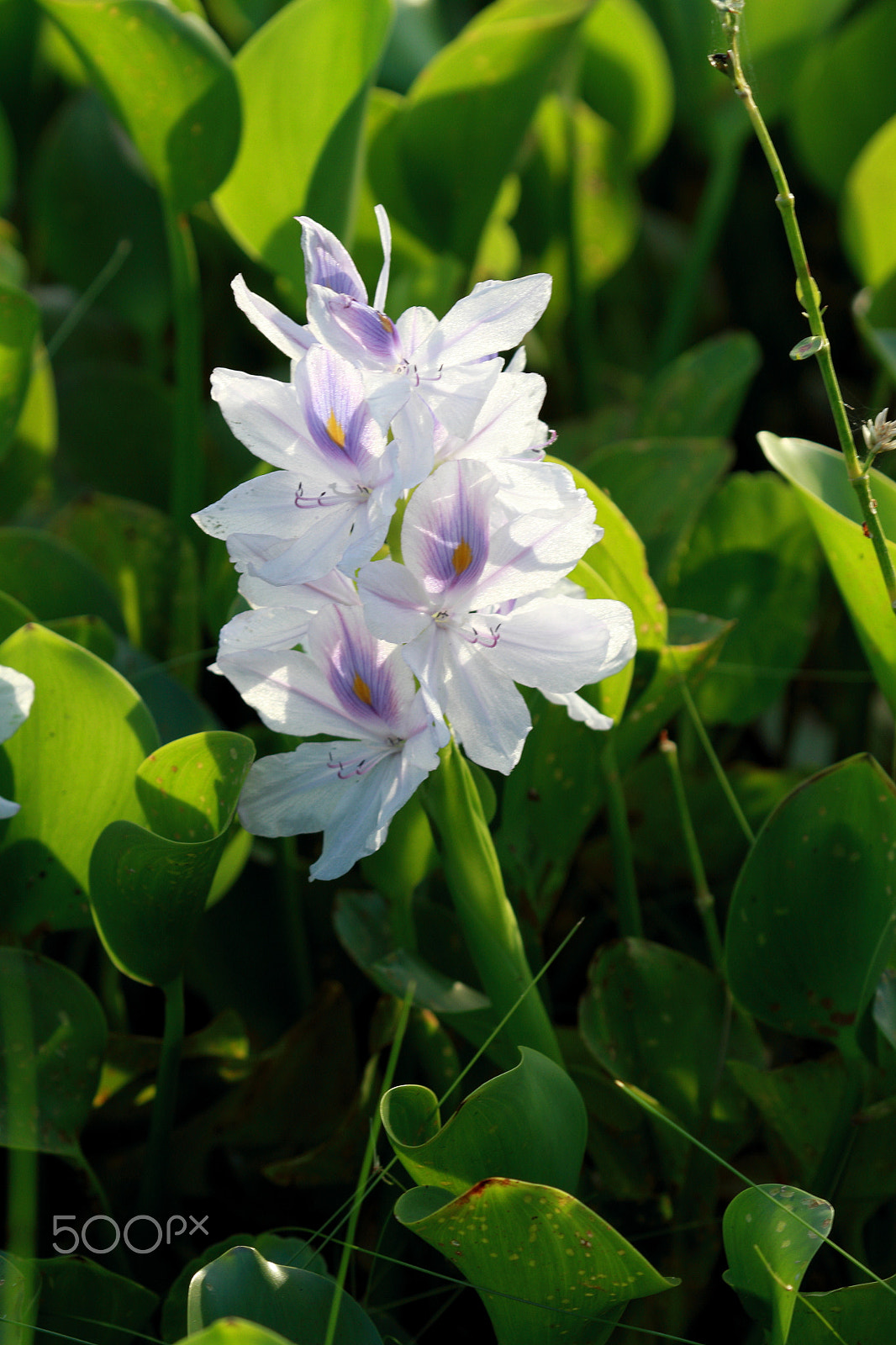Canon EF 100-400mm F4.5-5.6L IS USM sample photo. Mg photography