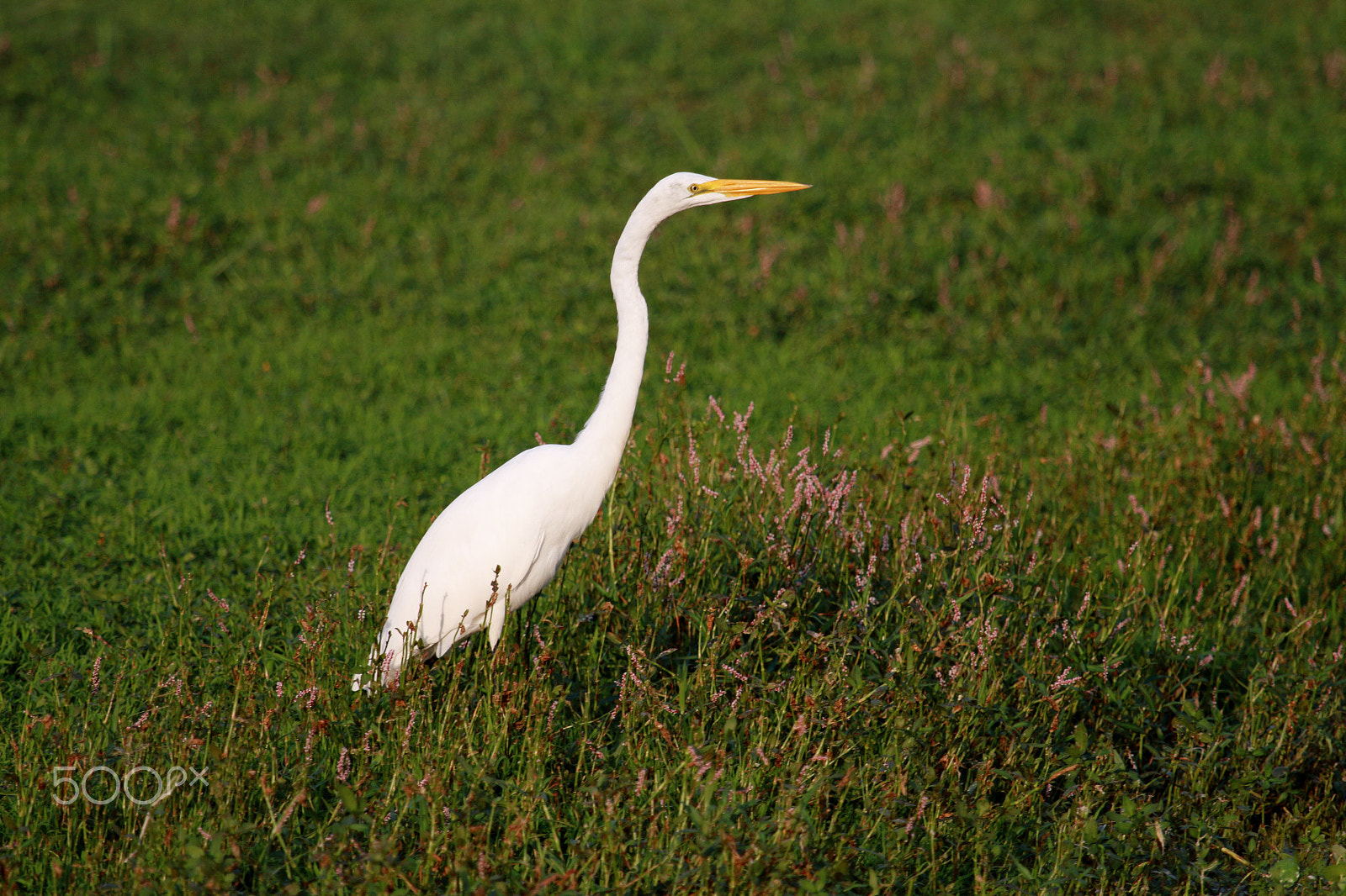 Canon EF 100-400mm F4.5-5.6L IS USM sample photo. Mg photography