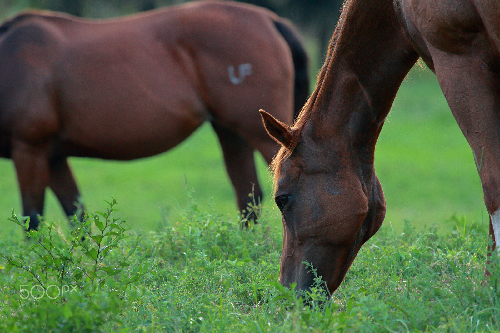 Canon EF 100-400mm F4.5-5.6L IS USM sample photo. Mg photography