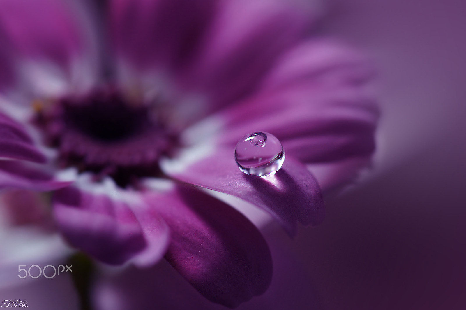 Tamron SP AF 90mm F2.8 Di Macro sample photo. Drop photography
