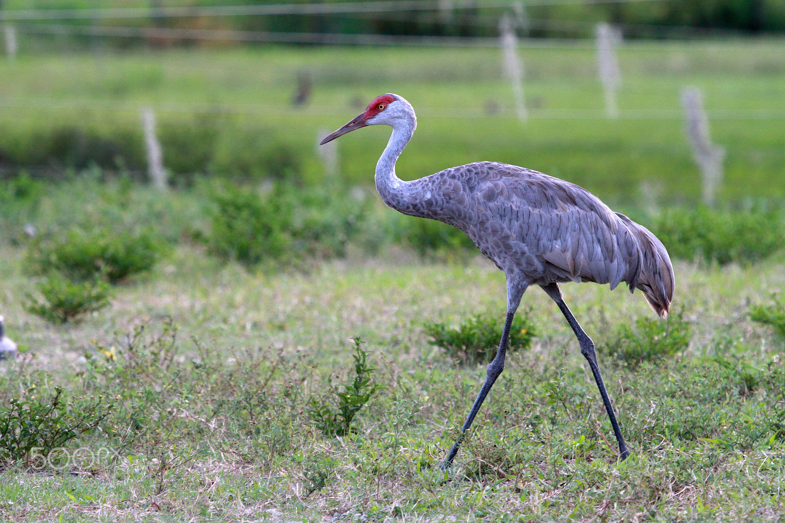 Canon EF 100-400mm F4.5-5.6L IS USM sample photo. Mg photography