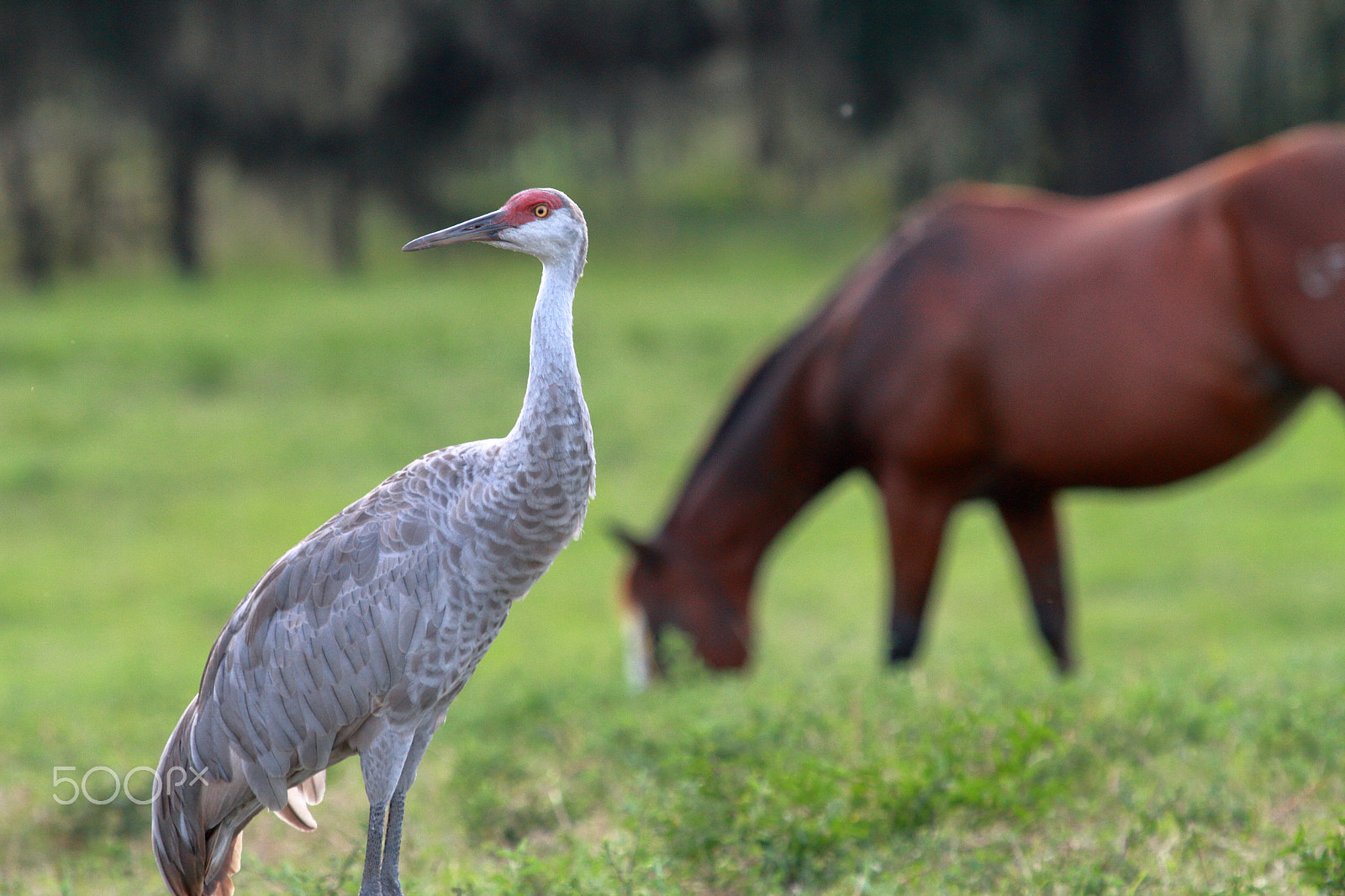 Canon EF 100-400mm F4.5-5.6L IS USM sample photo. Mg photography