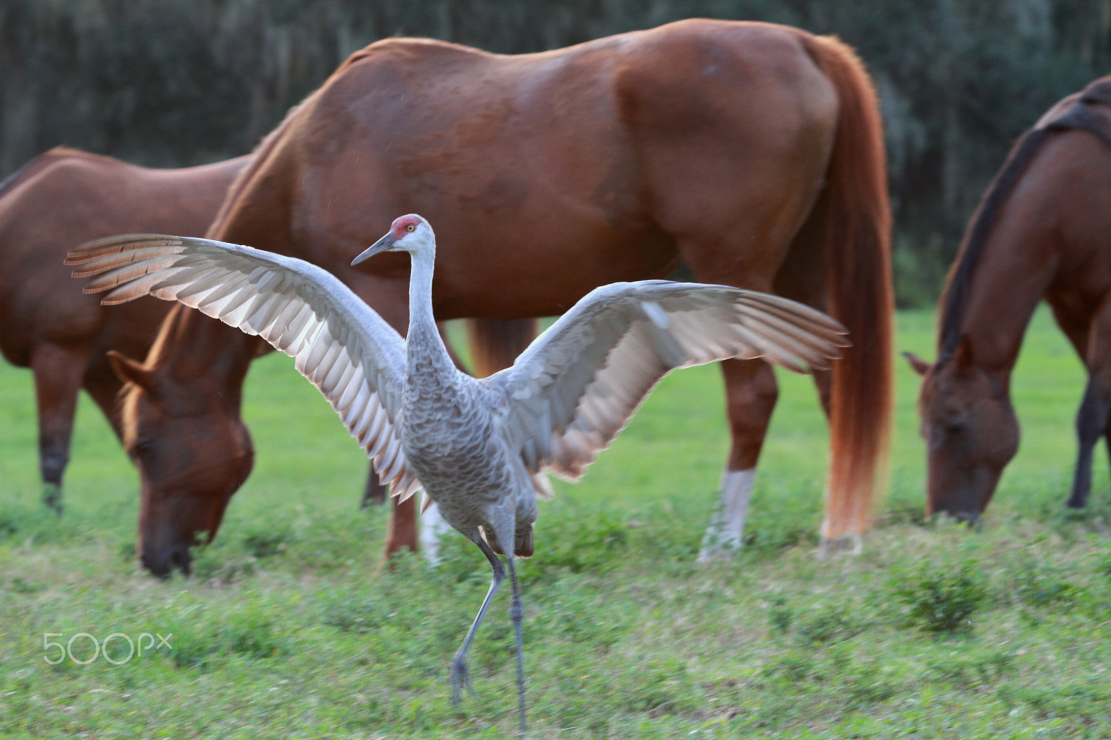 Canon EOS 7D sample photo. Mg photography