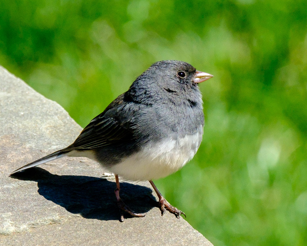 Fujifilm X-T2 + Fujifilm XF 100-400mm F4.5-5.6 R LM OIS WR sample photo. The dark-eyed junco is a species of the juncos, a  ... photography