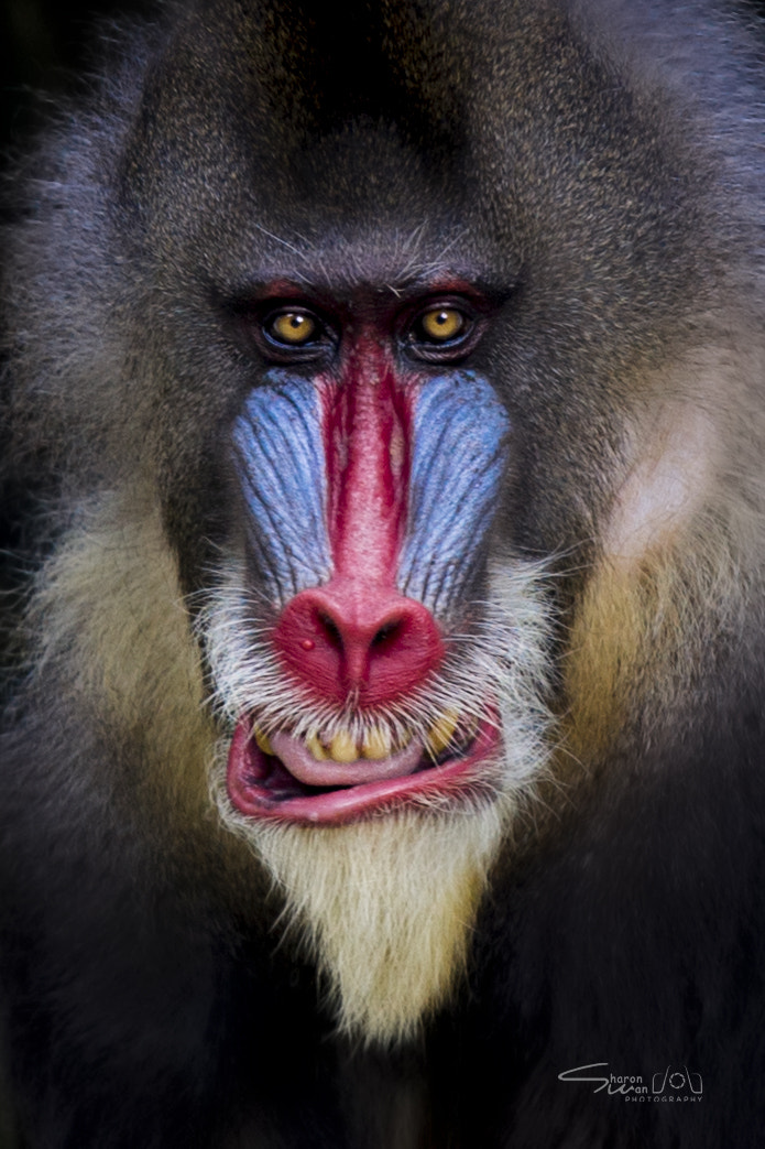 Canon EOS 6D + Canon EF 70-200mm F4L IS USM sample photo. Mr mandrill photography