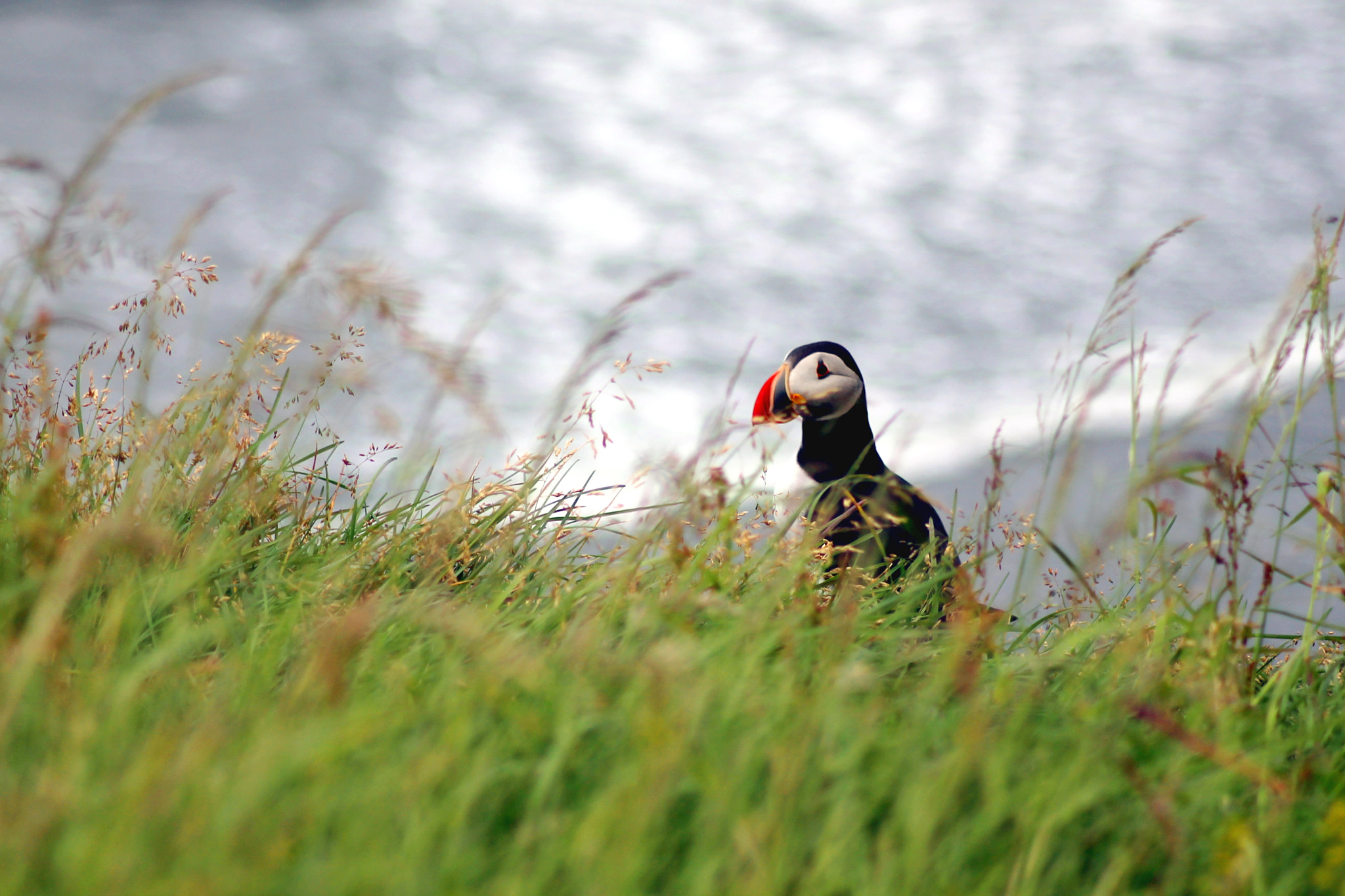 Canon EOS 1100D (EOS Rebel T3 / EOS Kiss X50) sample photo. Puffin photography