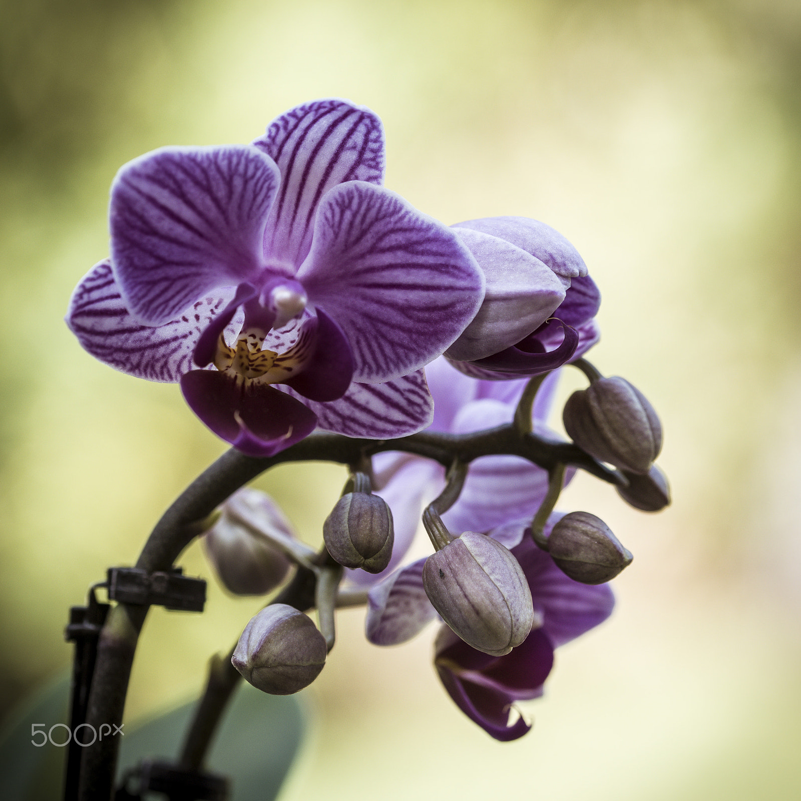 Sigma 105mm F2.8 EX DG OS HSM sample photo. Orchidea photography