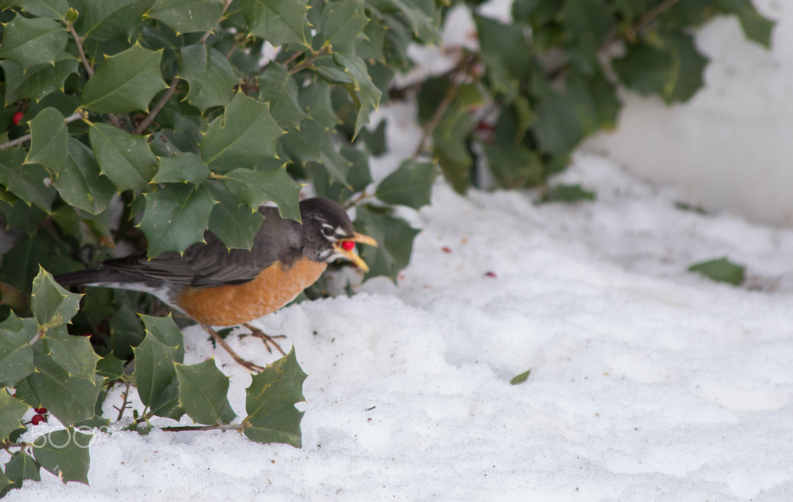 Canon EF 70-300mm F4-5.6 IS USM sample photo. Img photography