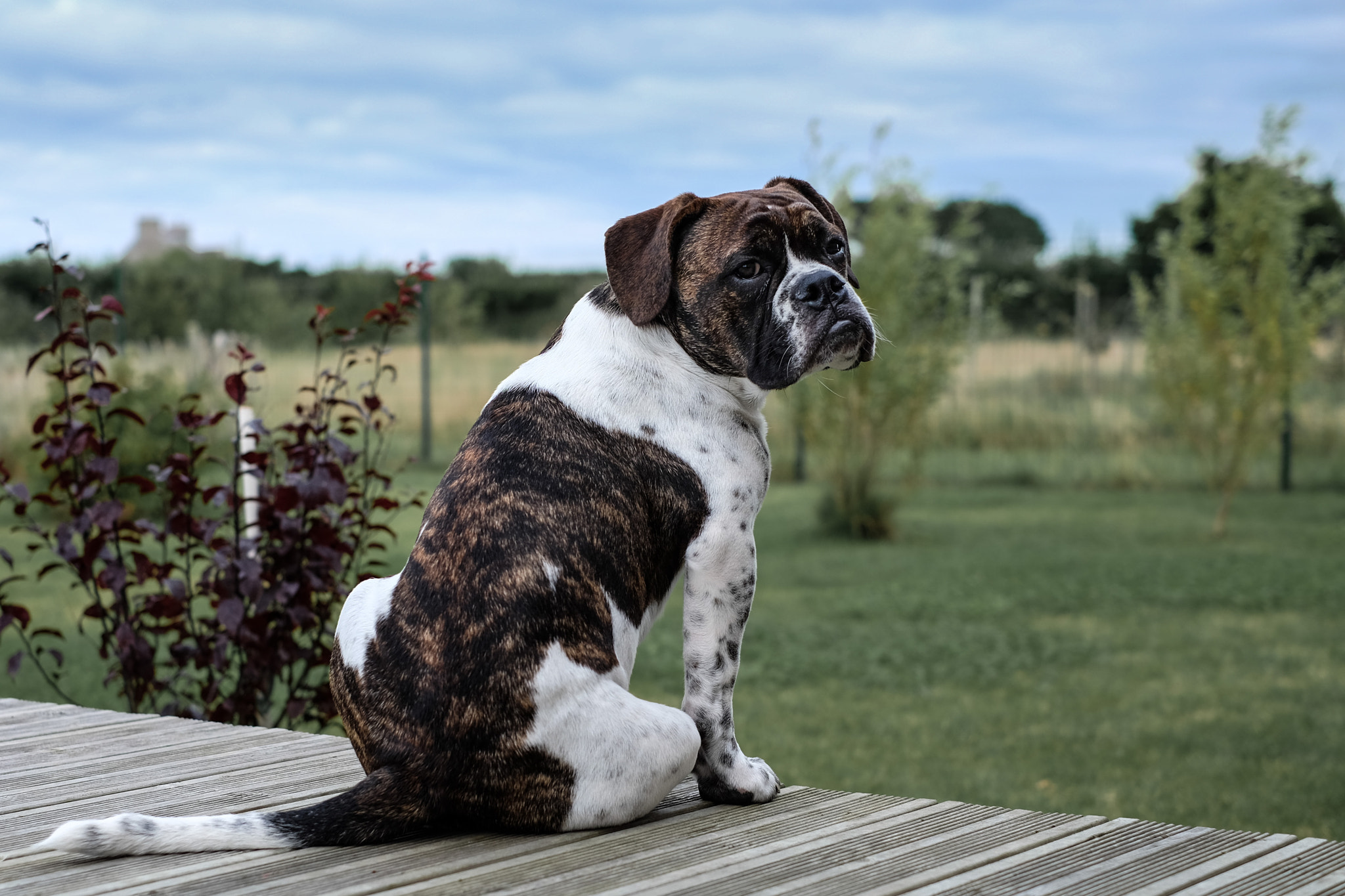 Fujifilm X-T1 + Fujifilm XF 35mm F1.4 R sample photo. Chewie photography