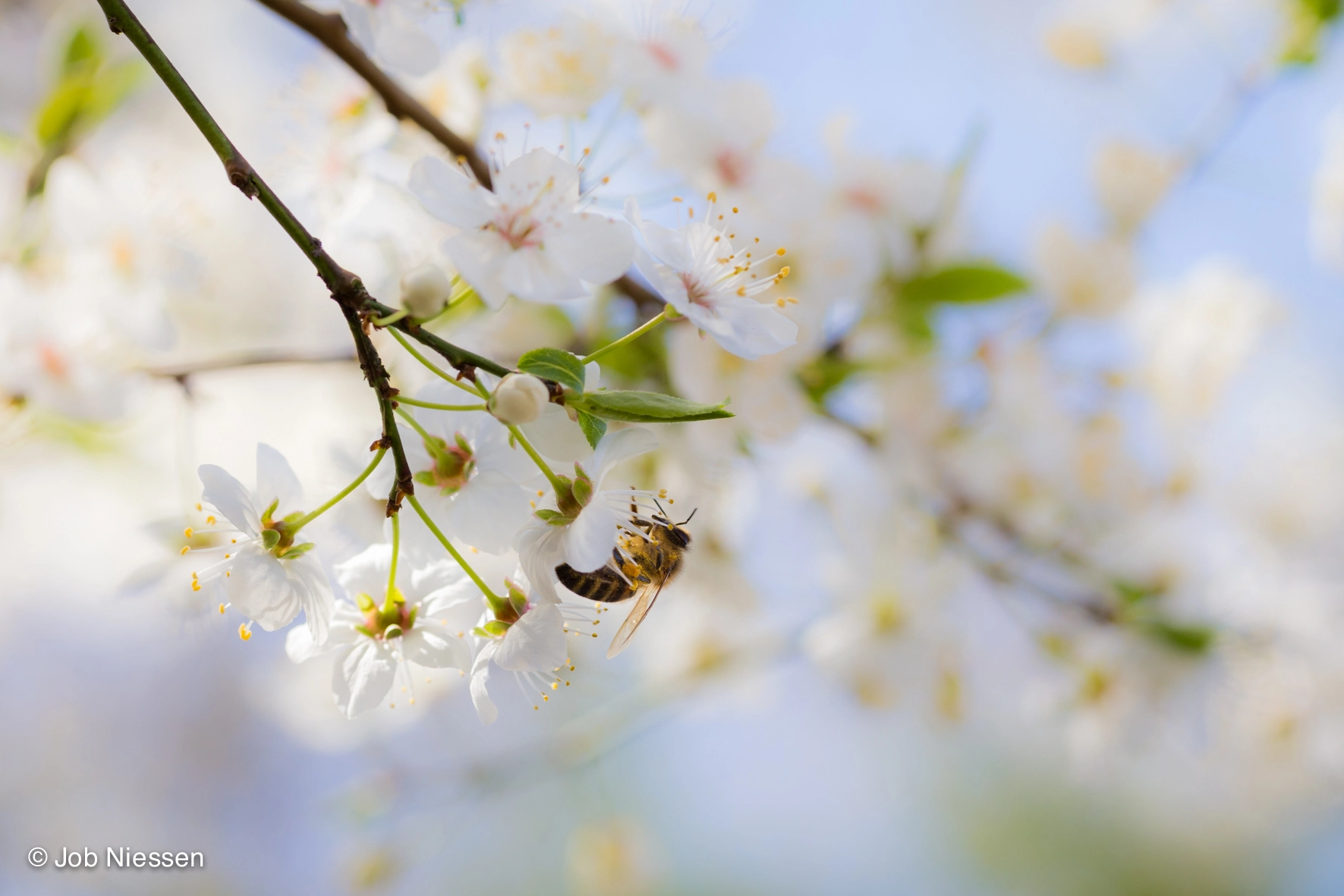Sigma 105mm F2.8 EX DG OS HSM sample photo. Spring photography