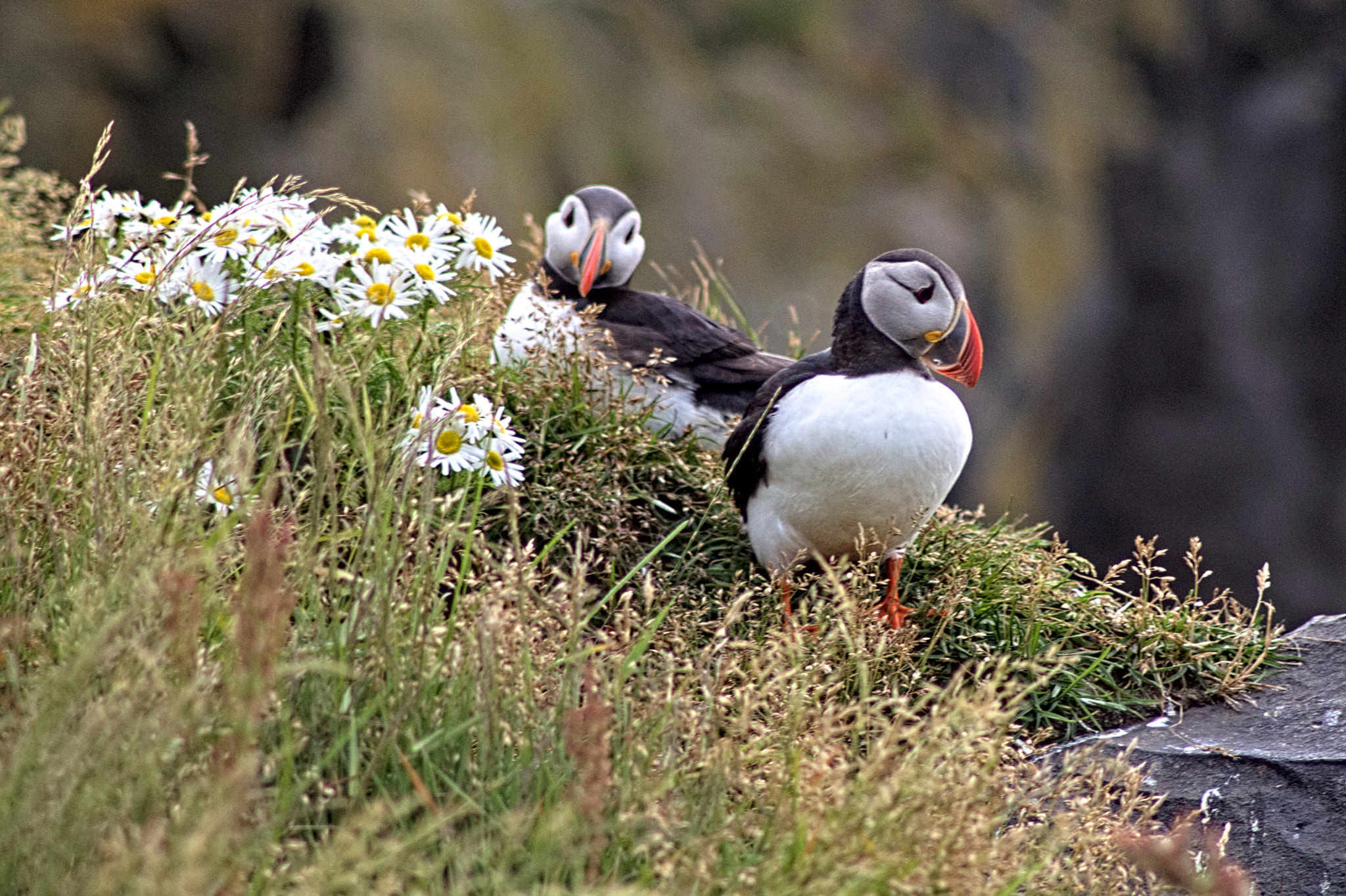 Canon EOS 1100D (EOS Rebel T3 / EOS Kiss X50) sample photo. Puffin & flowers photography