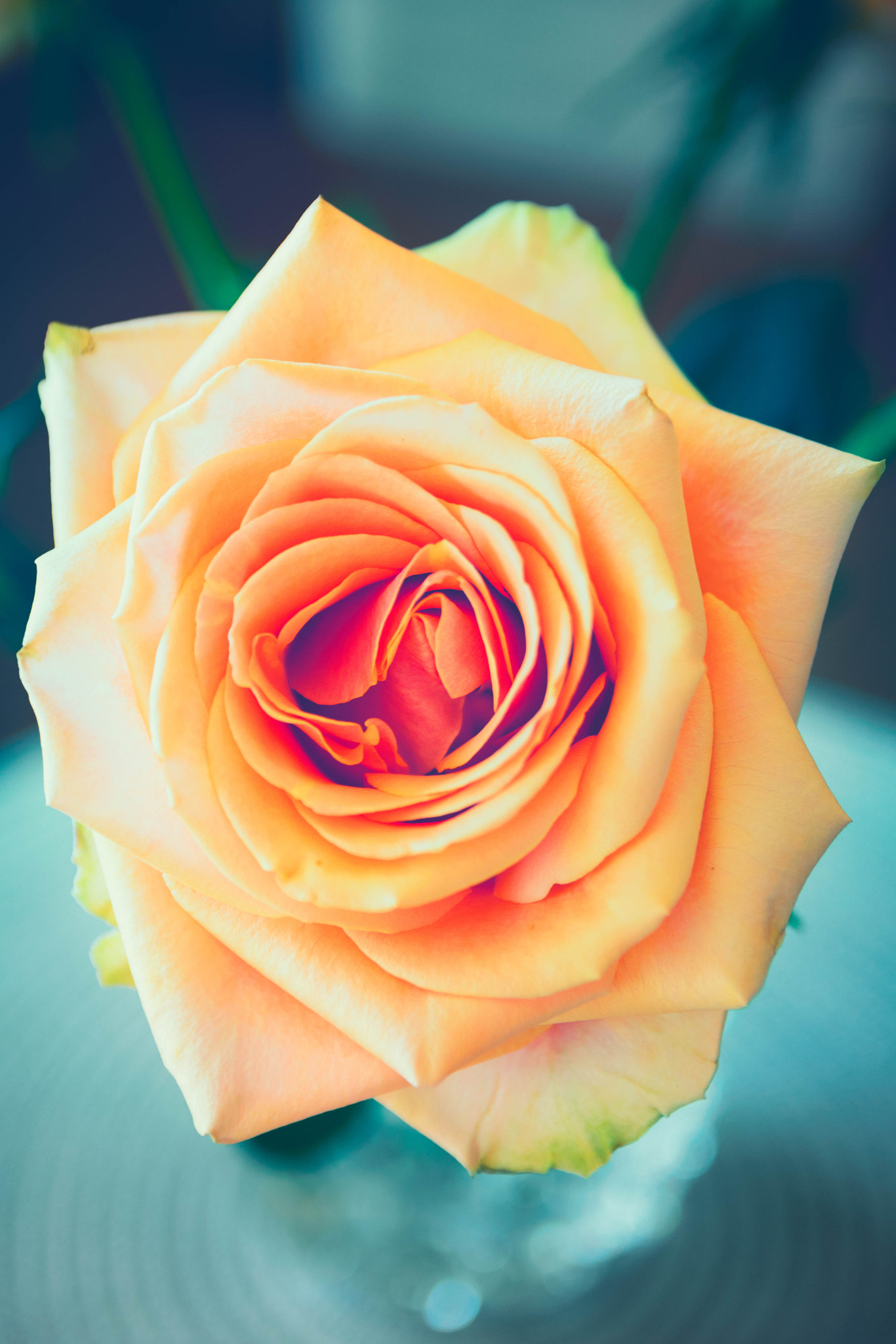 Sigma 17-50mm F2.8 EX DC OS HSM sample photo. Rose photography