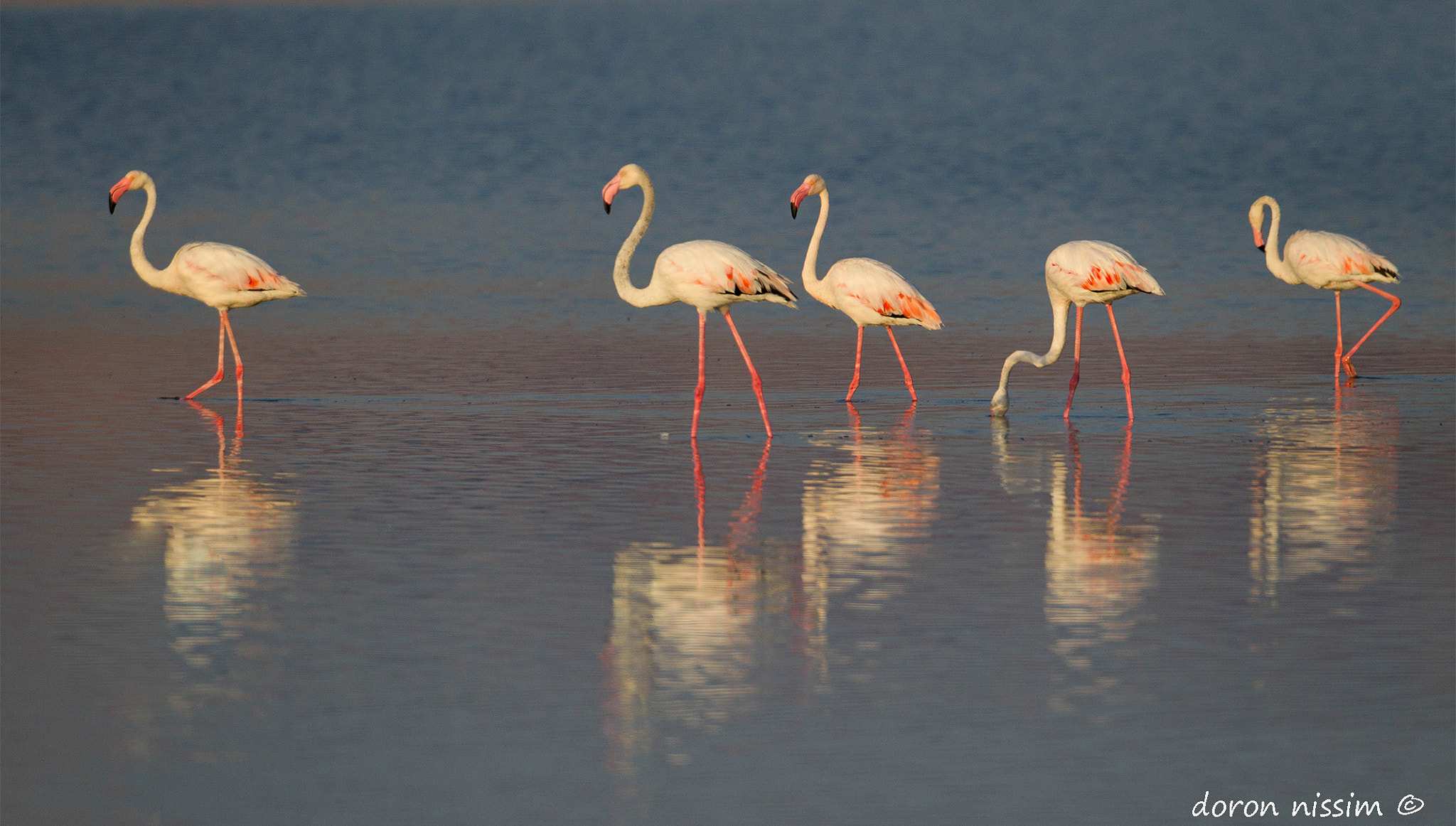 Canon EF 500mm F4L IS USM sample photo. Flamingooo photography