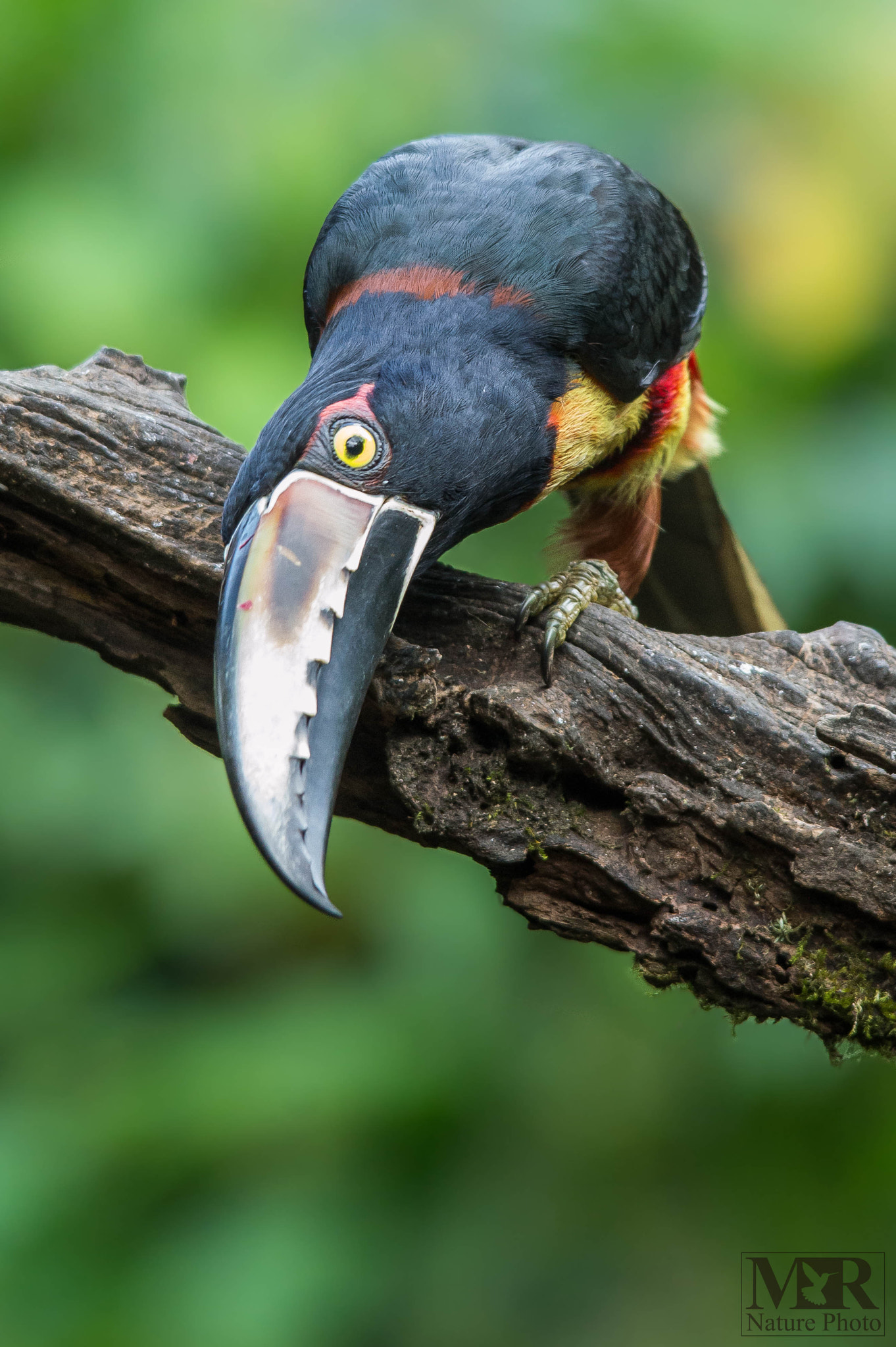 Nikon D3200 + Sigma 150-500mm F5-6.3 DG OS HSM sample photo. Collared aracari photography