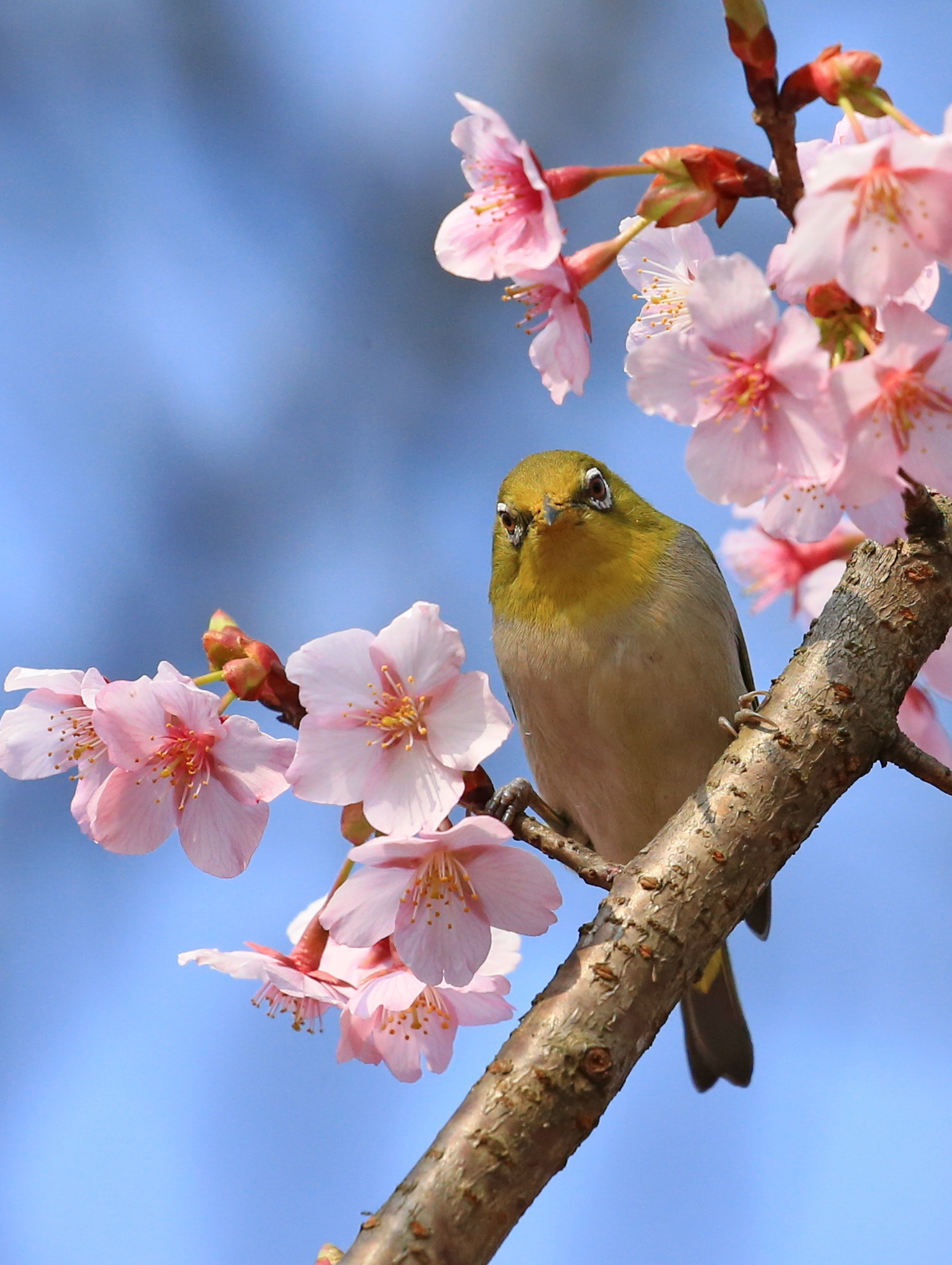 Canon EOS-1D X sample photo. Spring messenger photography