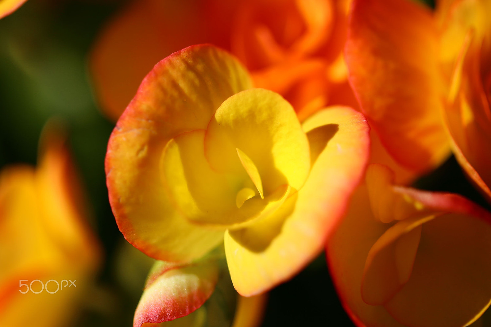 Canon EF 100mm F2.8 Macro USM sample photo. Colors of the day photography