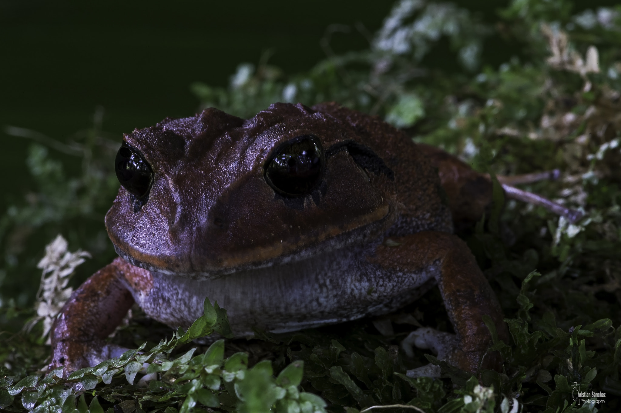 Nikon D4 sample photo. Broad-headed rain frog photography