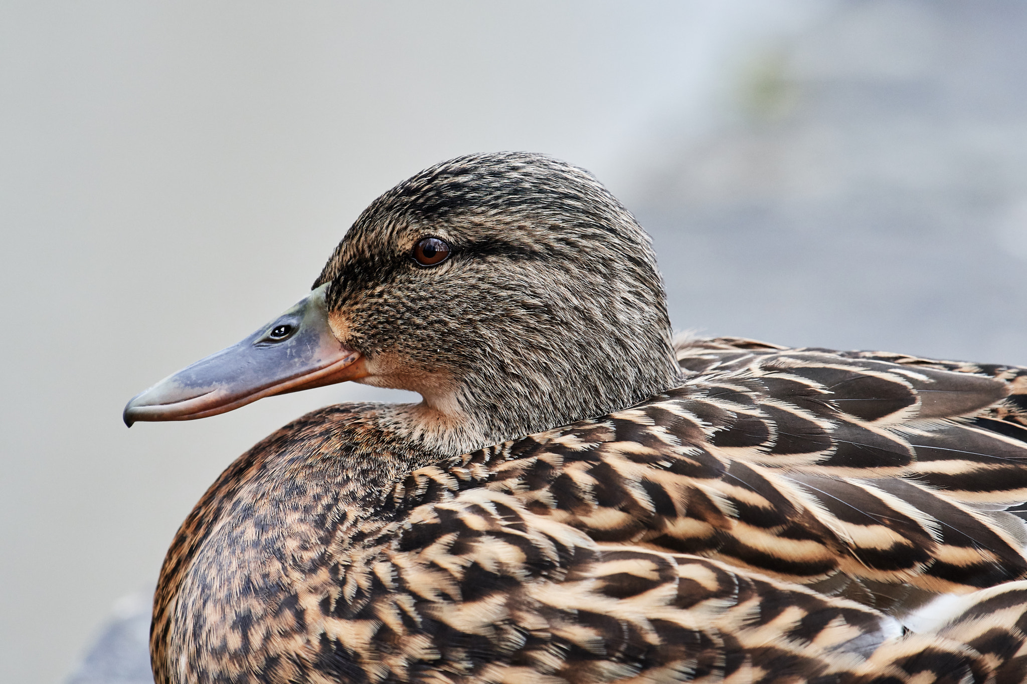 Nikon AF-S Nikkor 200-500mm F5.6E ED VR sample photo. Stockente photography