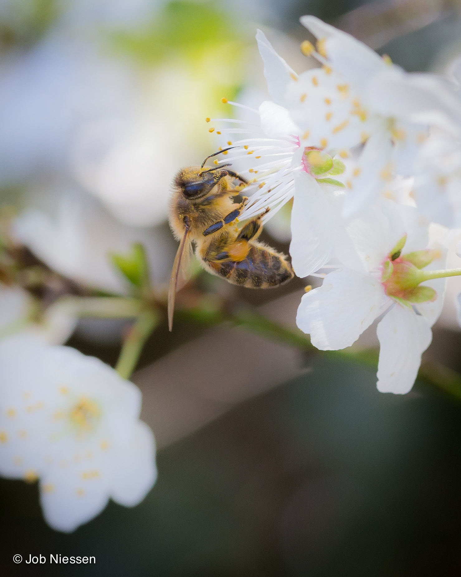 Canon EOS 6D + Sigma 105mm F2.8 EX DG OS HSM sample photo. Bee photography