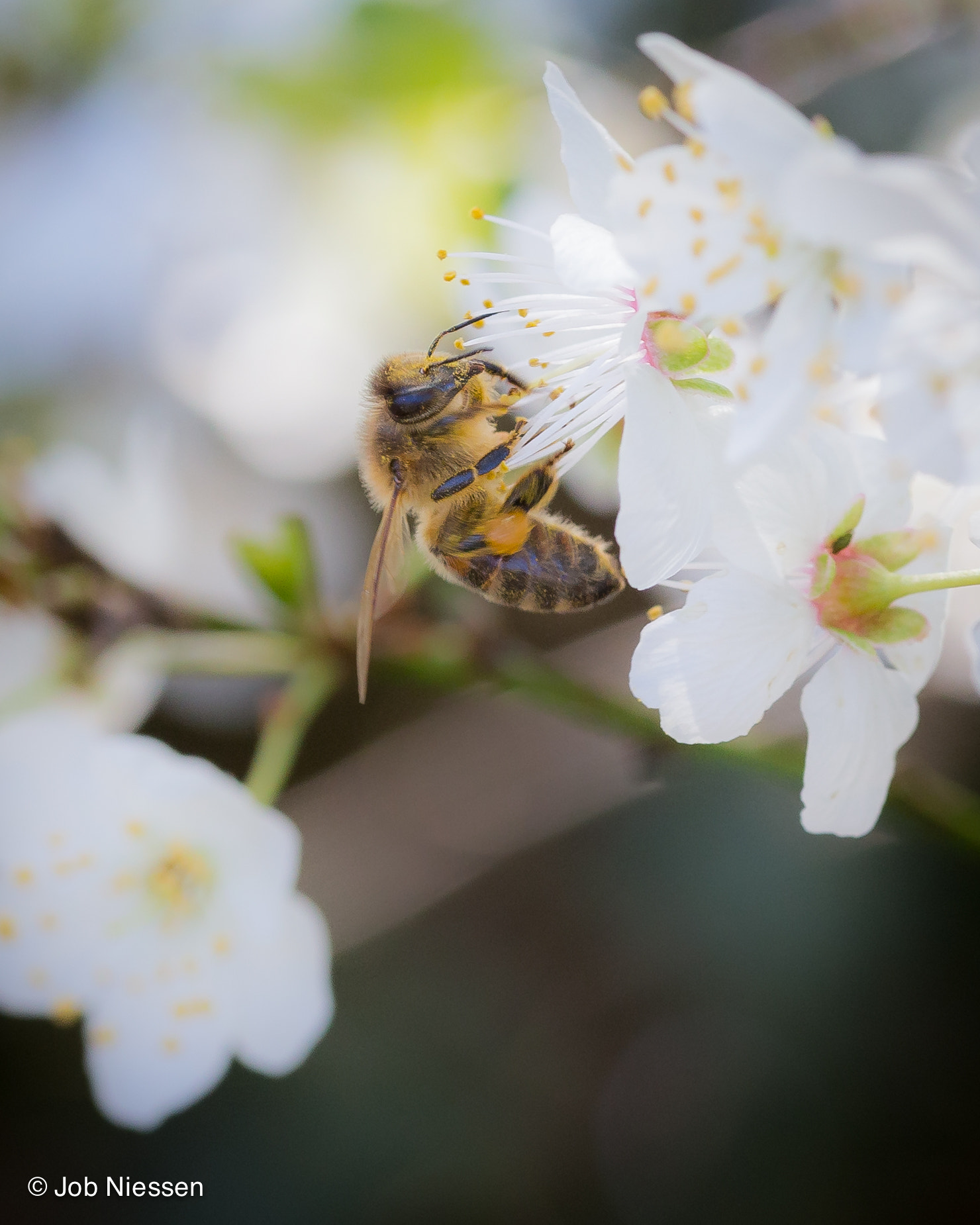 Sigma 105mm F2.8 EX DG OS HSM sample photo. Bee photography