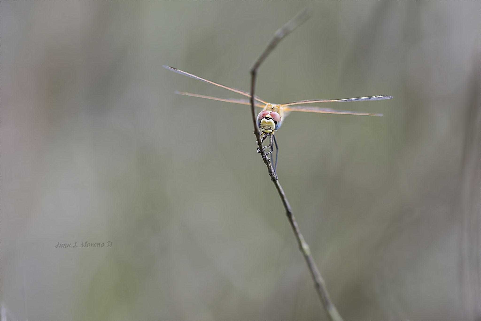 Sigma 105mm F2.8 EX DG OS HSM sample photo. 1289.jpg photography