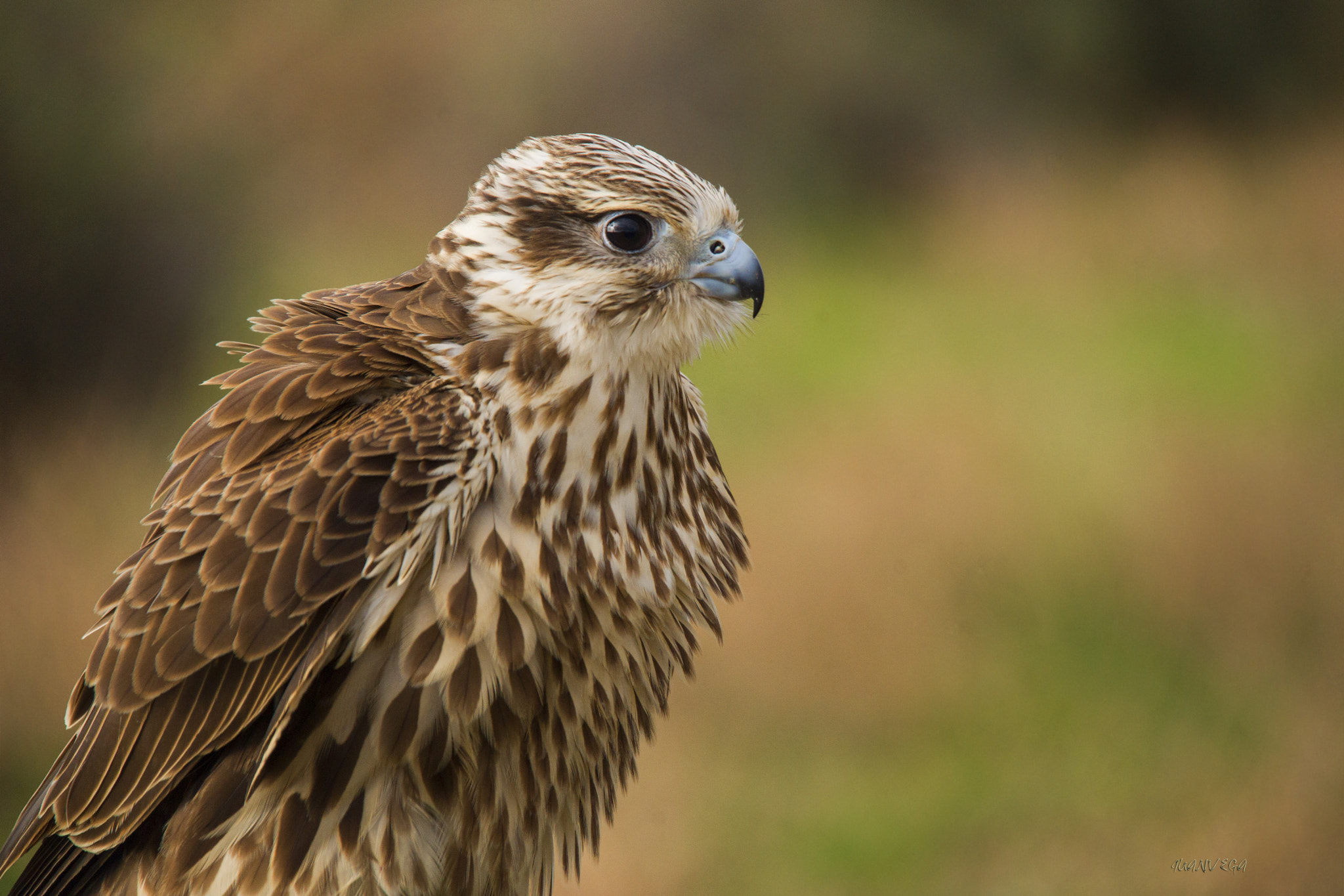 Sony Alpha DSLR-A850 + Minolta AF 300mm F2.8 HS-APO G sample photo. Alcon photography