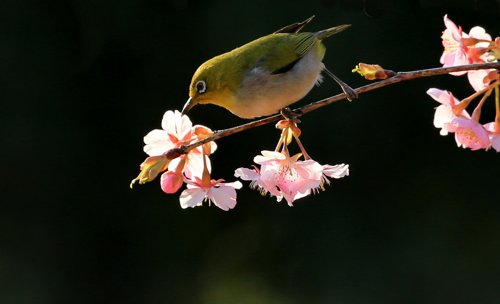 Canon EOS-1D X sample photo. Spring messenger photography