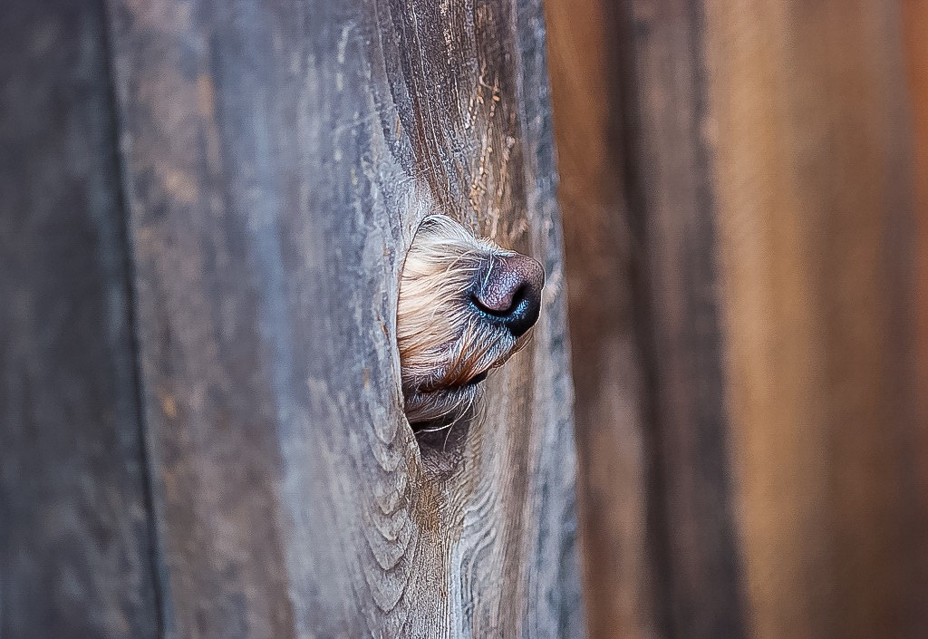 Nikon AF-S Micro-Nikkor 105mm F2.8G IF-ED VR sample photo. Nosey neighbor photography