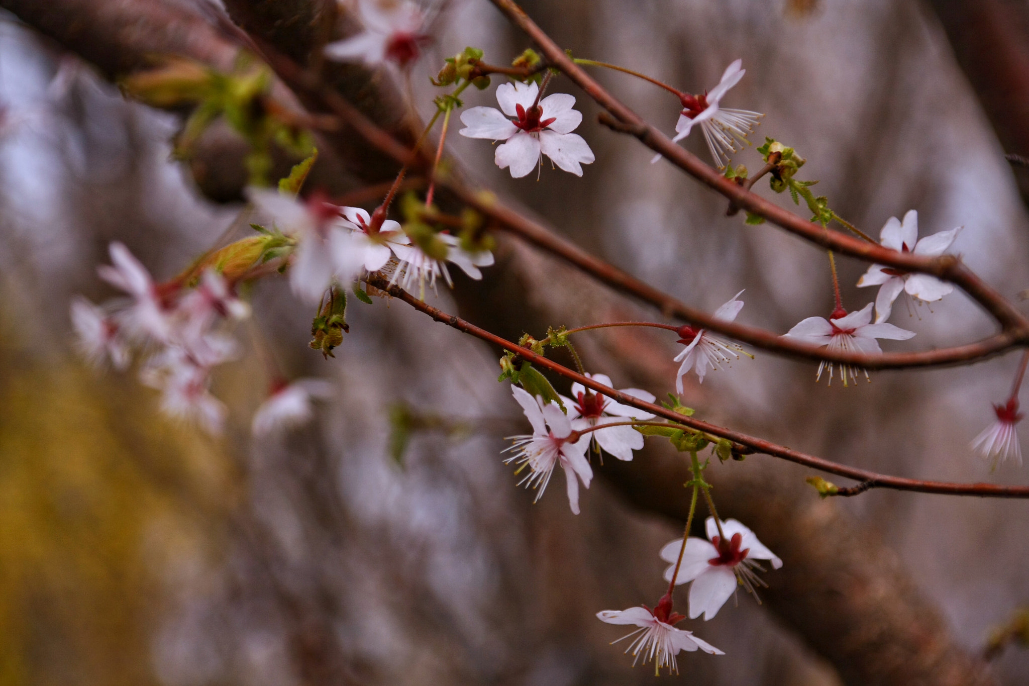 Canon EOS 40D + Canon TS-E 90mm F2.8 Tilt-Shift sample photo