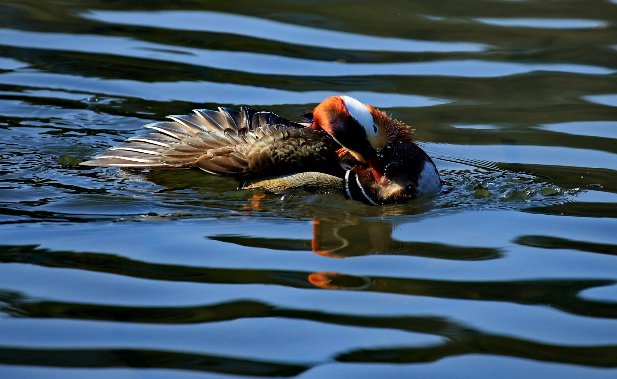 Canon EOS-1D X sample photo. Show you my wing photography