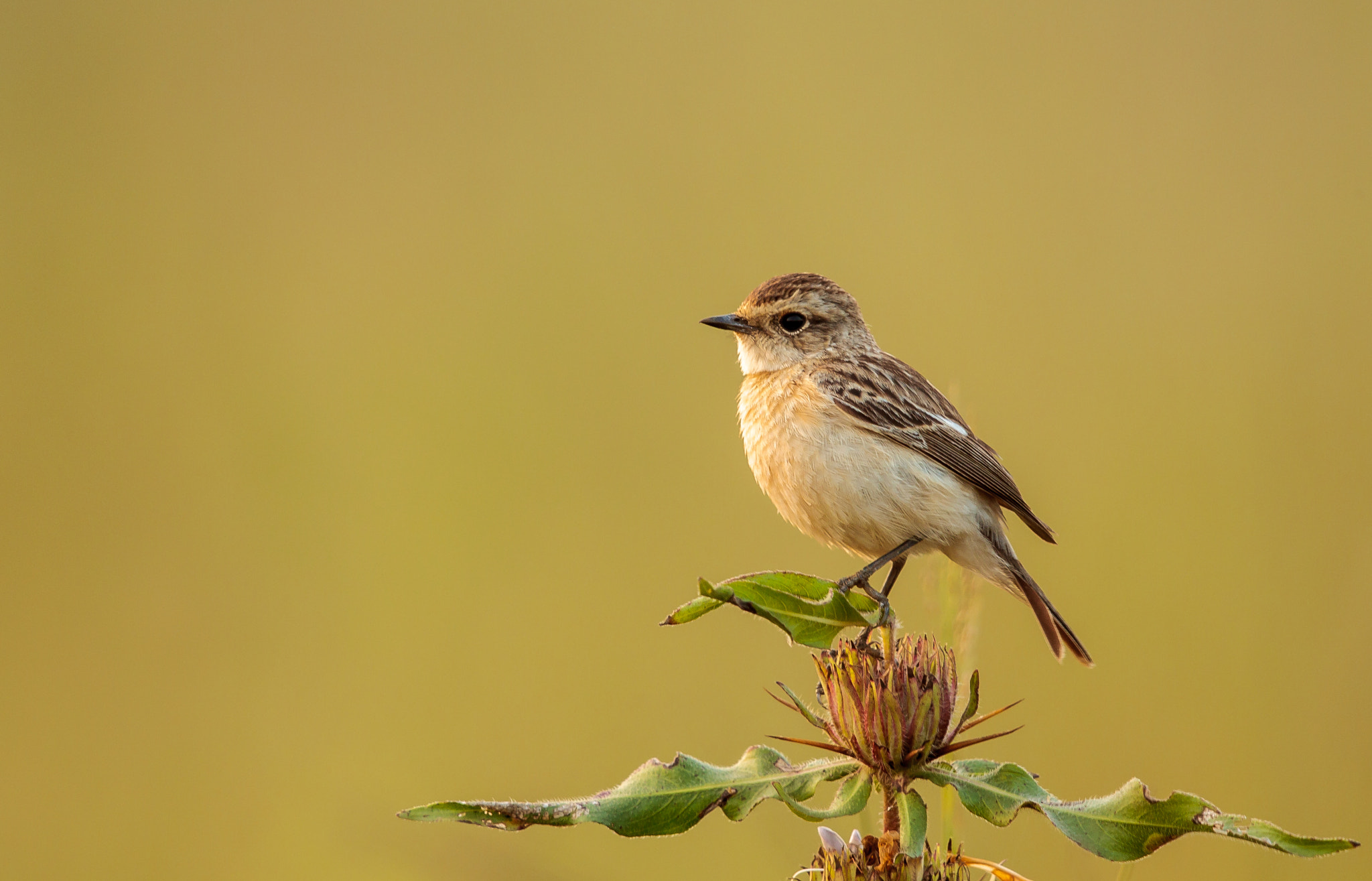 Canon EOS-1D Mark IV sample photo. Classic perch - common stonechat female photography