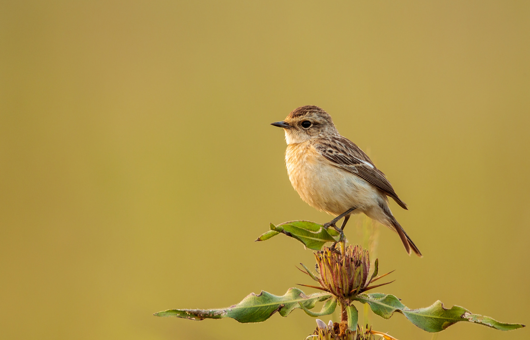 Canon EF 500mm F4L IS II USM sample photo. Classic perch - common stonechat female photography