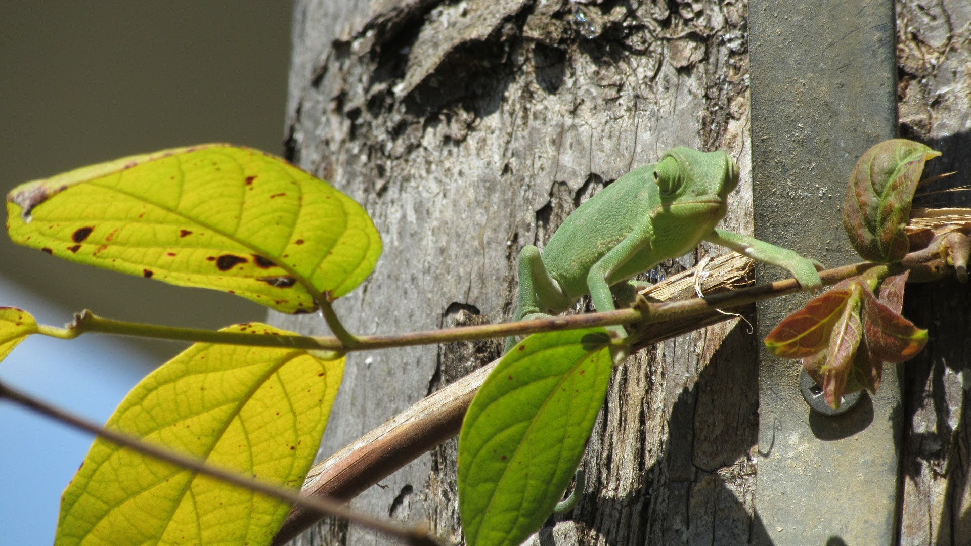 Canon PowerShot SX600 HS sample photo. Suspicious chameleon photography